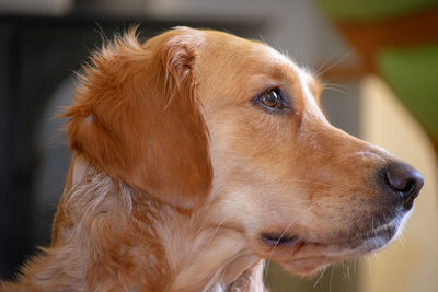 Close-up of dog looking away