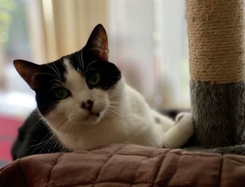 Close-up portrait of a cat