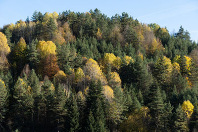 View of trees in forest during autumn
