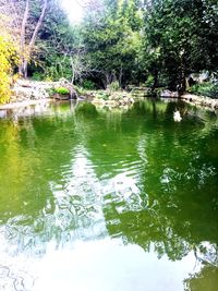 Scenic view of lake in forest
