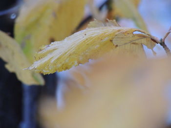Close up of yellow leaf