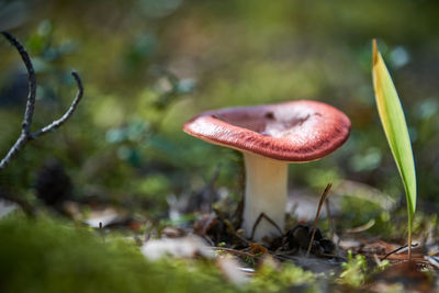 Close-up of mushroom growing on field