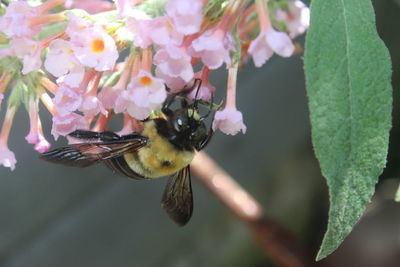 Close-up of bee pollinating on flower
