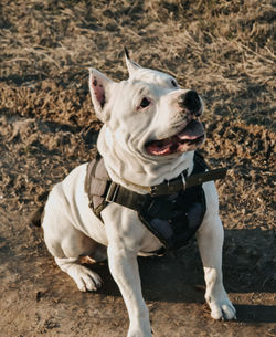 High angle view of dog sitting on field