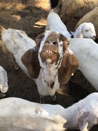 High angle view of goat amidst herd