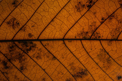 Full frame shot of dry leaf during autumn