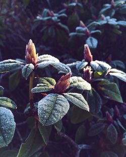 Close-up of plant