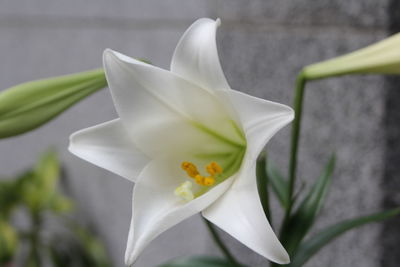 Close-up of white flower