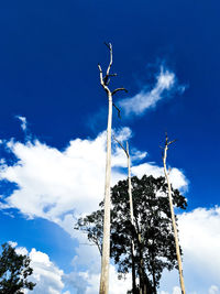 Low angle view of tree against sky