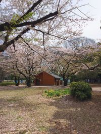Flower trees against built structure