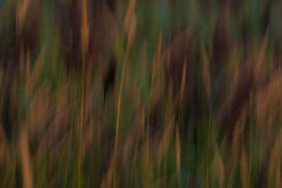 Full frame shot of crops growing on field