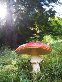 Close-up of fly agaric mushroom on field