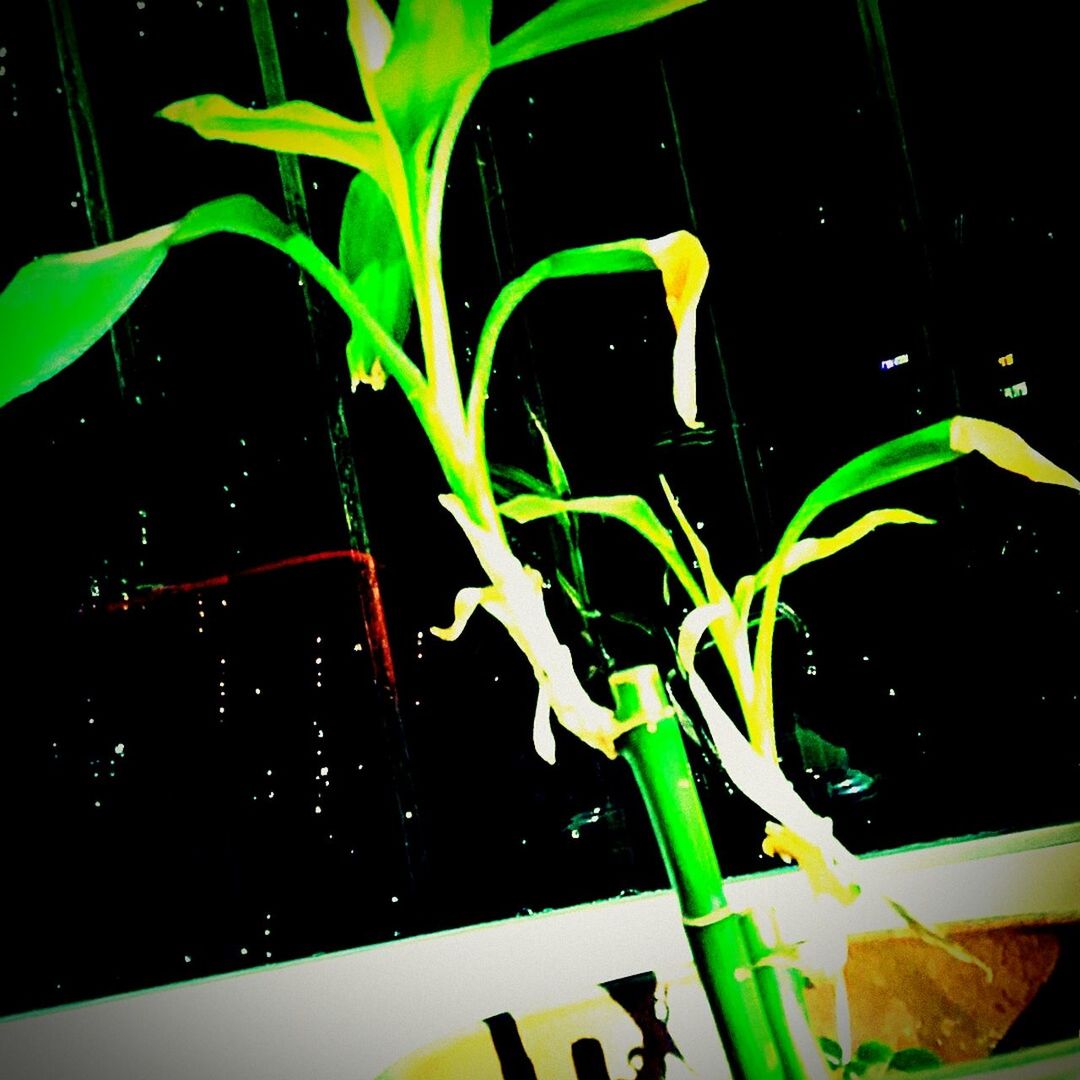 night, green color, close-up, drop, plant, indoors, water, glass - material, leaf, no people, growth, wet, car, land vehicle, reflection, transparent, transportation, nature, green