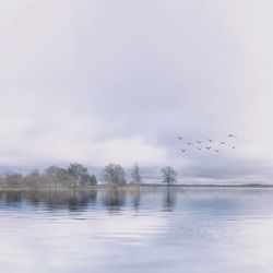 Birds flying over sea