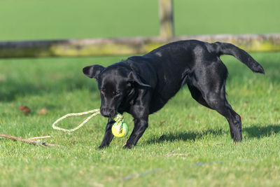 Black dog on field