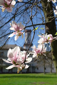 Close-up of apple blossoms in spring