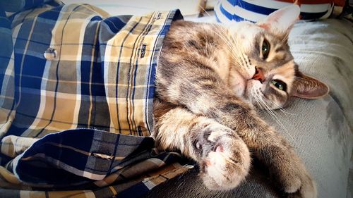 Close-up of cat lying down