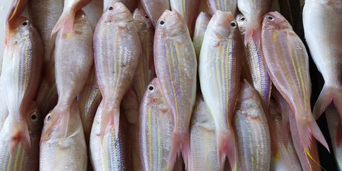 Close-up of fish for sale in market