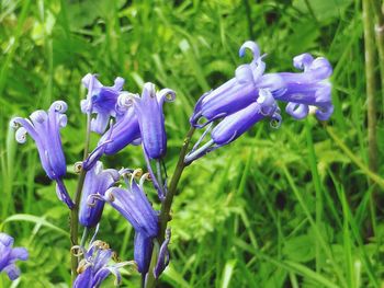 Close-up of purple flowers blooming in field