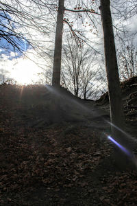 Sun shining through trees in forest