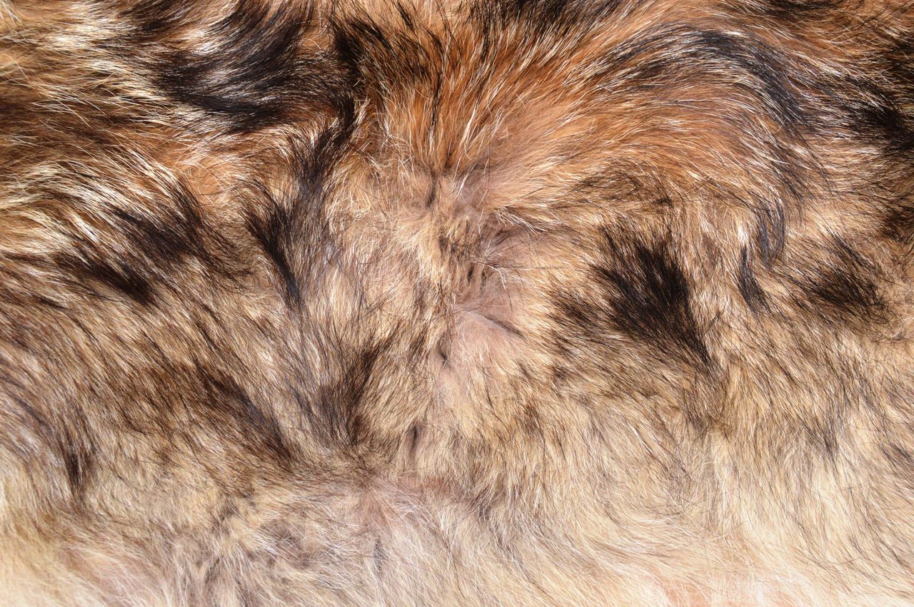 animal, mammal, animal themes, one animal, fur, animal hair, brown, backgrounds, animal body part, no people, domestic animals, pet, full frame, close-up, textile, dog, canine, animal wildlife, mane, animal skin, fur clothing, textured