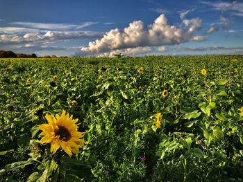 Scenic view of sunflower field against cloudy sky