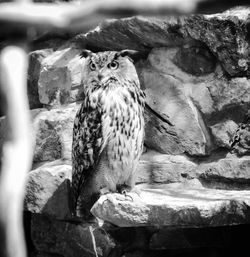 Bird perching on rock