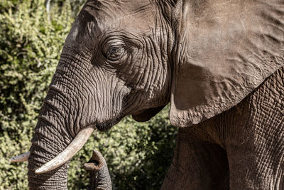 Close-up of elephant