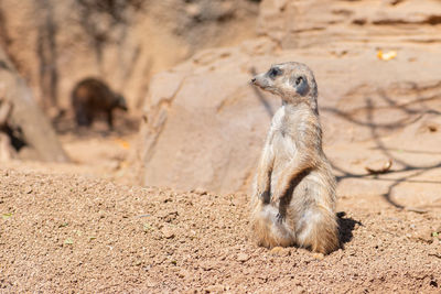 Meerkat, suricata suricatta or suricate, small mongoose found in southern africa in natural habitat
