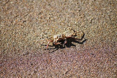 Close-up of spider