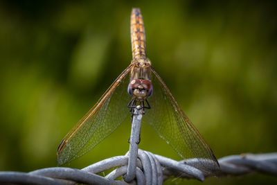 Close-up of grasshopper