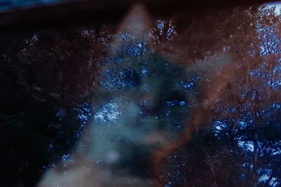 Abstract image of trees against sky at night