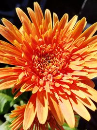 Close-up of orange flower blooming outdoors