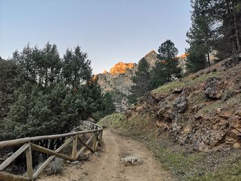 Footpath amidst trees in forest against sky