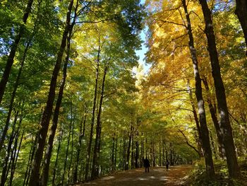 Road amidst trees in forest during autumn