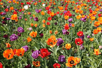 Close-up of fresh orange poppy flowers in field