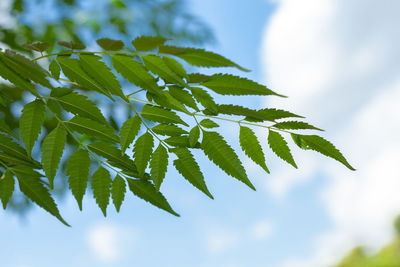 Close-up of leaves against sky