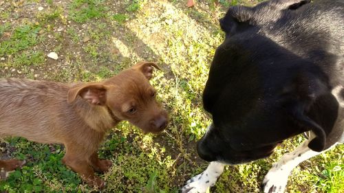 View of dog