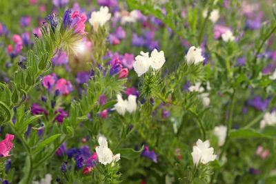 Close-up of white flowering plants on field