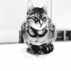 Close-up portrait of cat