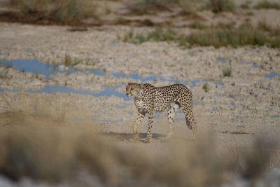 View of a cat on land