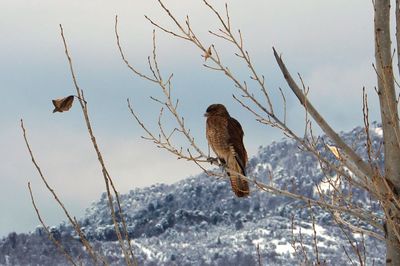 Bird perching on snow covered landscape