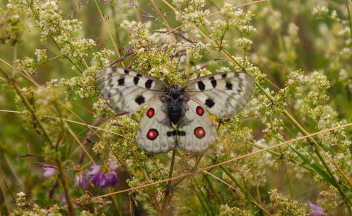 Close-up of butterfly on flower