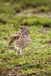 Bird perching on a field