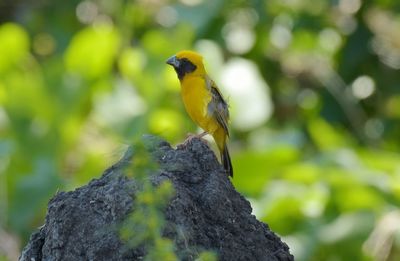 Close-up of bird perching on a branch