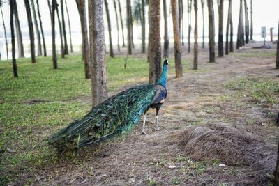 View of a bird on land