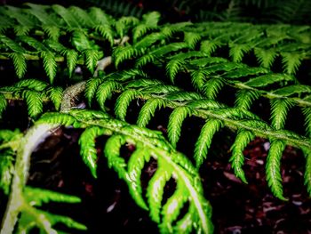 Close-up of green leaves