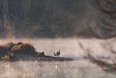 Birds on a lake