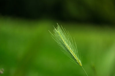 Close-up of stalks against blurred background