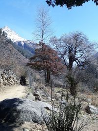 Bare trees in forest during winter